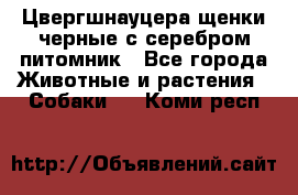 Цвергшнауцера щенки черные с серебром питомник - Все города Животные и растения » Собаки   . Коми респ.